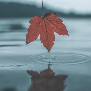 江疏影被强奸片
